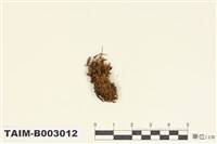 藏品(叢苔科)的圖片